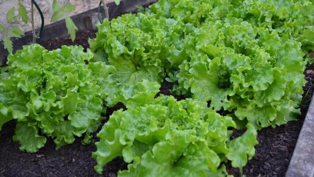 Lechuga. Foto: Pxhere