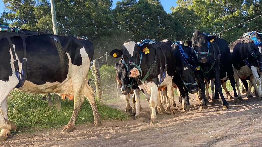 Producto alimenticio para el ganado en corral que permite reducir las emisiones de metano. Foto: Gentileza de Agustín Inthamoussu