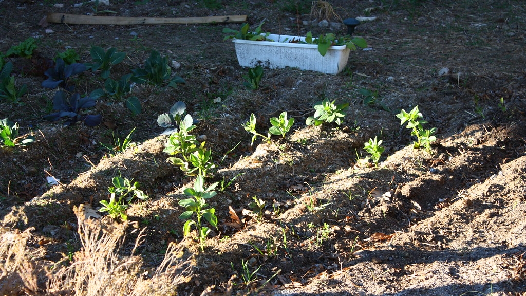 En Perspectiva Interior | Huerta en otoño: ¿Cómo la preparamos? ¿Cuáles son los cultivos que toman protagonismo en esta estación?