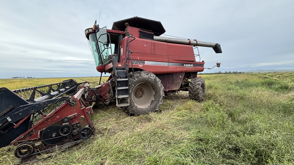 Cosecha de arroz 2026 en Cerro Largo: ¿Cómo es la situación de esta agroindustria? ¿A qué mercados exporta? ¿Y cuáles son sus desafíos?