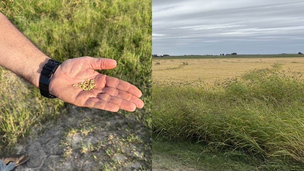 Cosecha de arroz 2026 en Berachí, Cerro Largo: ¿Qué resultados se espera de esta zafra? ¿Cómo es la sinergia entre arroz, soja, pasturas y ganadería?