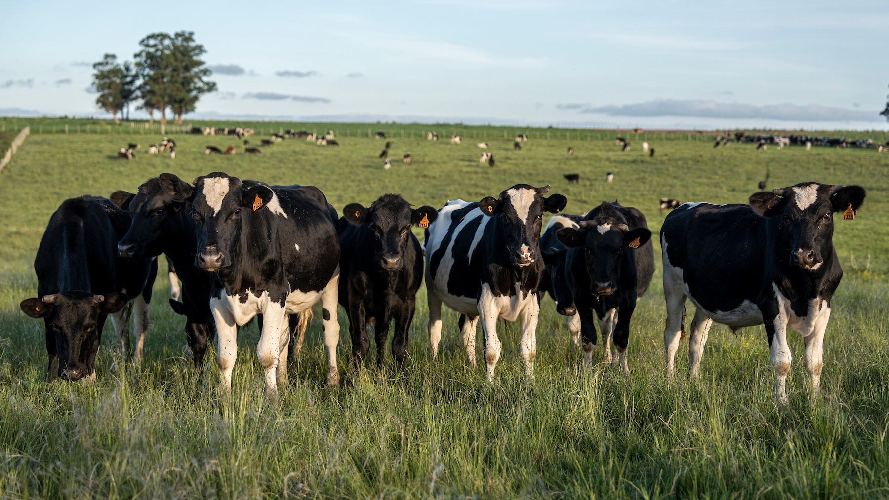 En Perspectiva Interior | Exceso de lluvias: cómo impactan en la ganadería, la agricultura y los distintos rubros del campo uruguayo