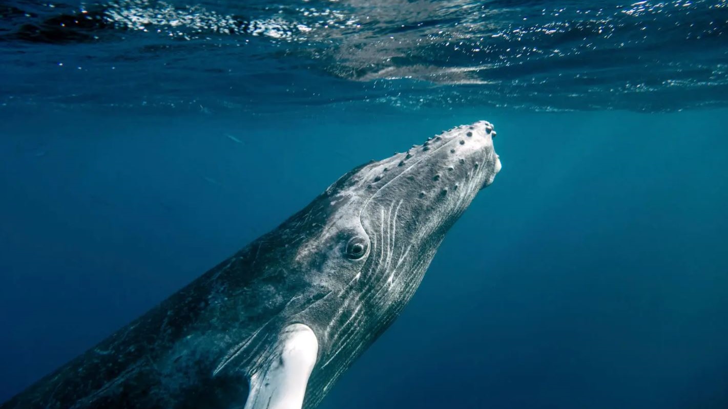 Acústica submarina en Uruguay: la investigación científica sobre ballenas y cetáceos en nuestro país y el estudio de los sonidos del océano. Con Javier Sánchez Tellechea, biólogo marino