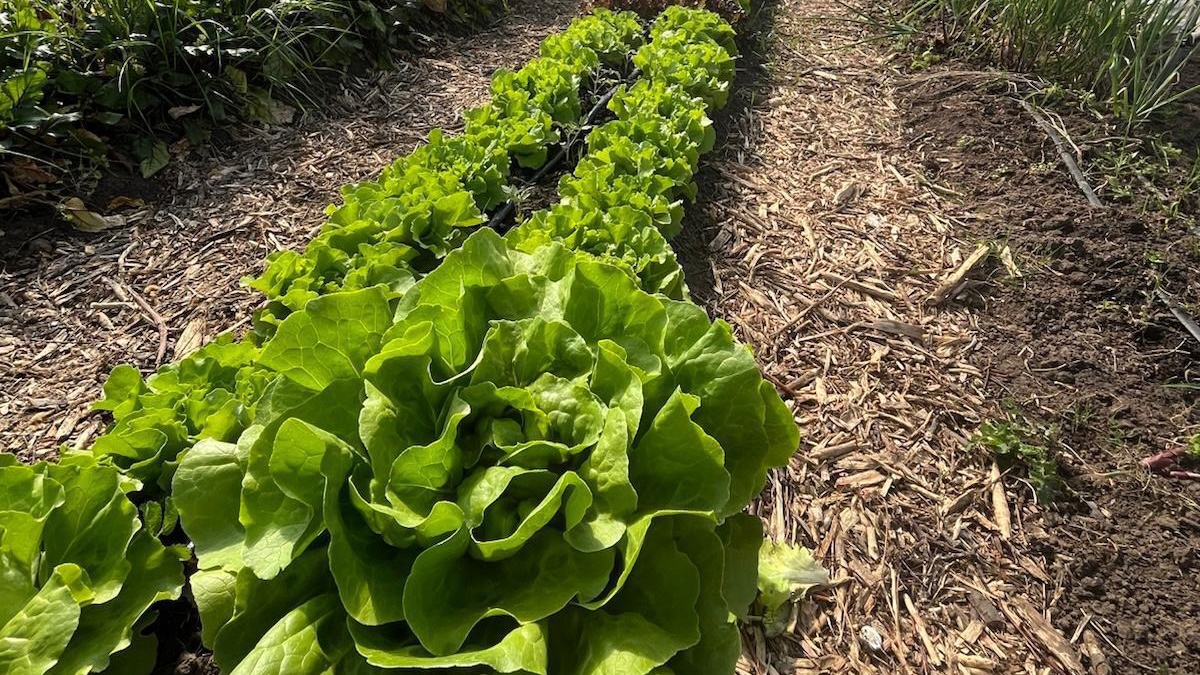En Perspectiva Interior | Market garden, una forma de producción orgánica a pequeña escala, que no laborea la tierra y se vincula directamente con el consumidor