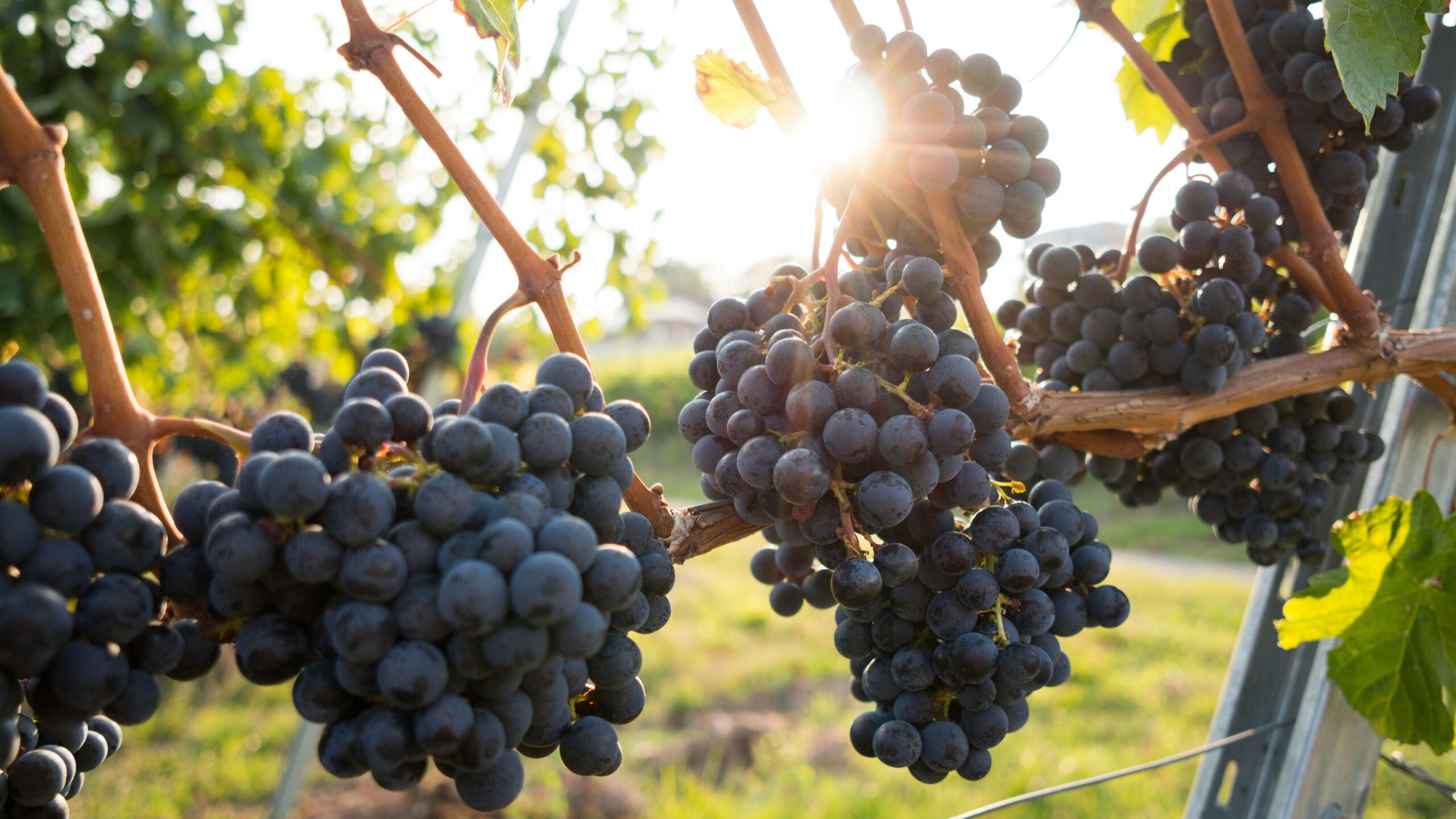 En Perspectiva Interior | Vino y aceite de oliva bajo la mirada académica: ¿Cómo conocer y degustar estos productos? Con Juan José Fitipaldo (Facultad de Ciencias Agrarias de UDE)