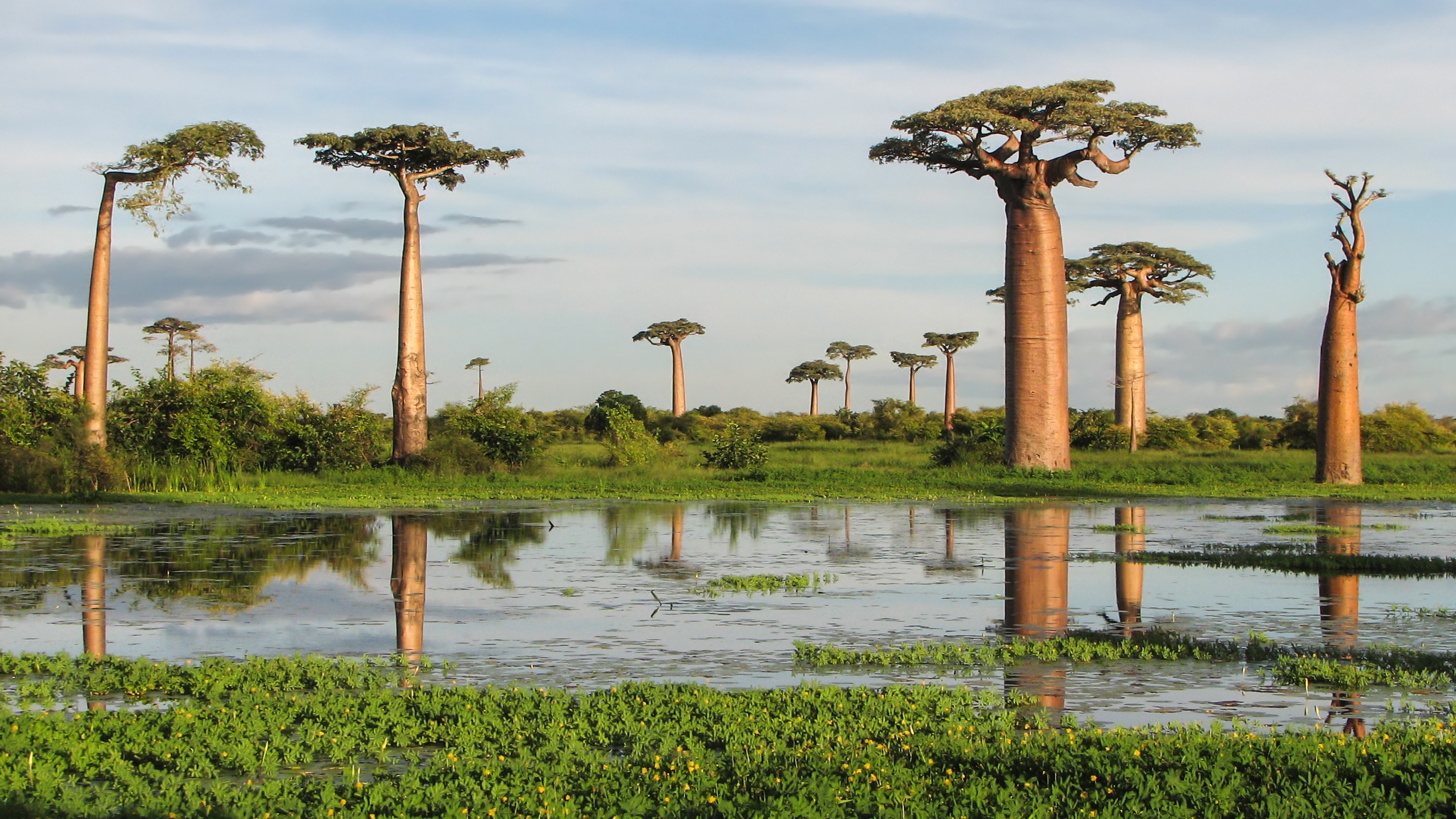 La nueva moda de importar baobabs milenarios de África: ¿Qué encierra este árbol ancestral y qué se pone en juego? Con Mercedes Sayagués