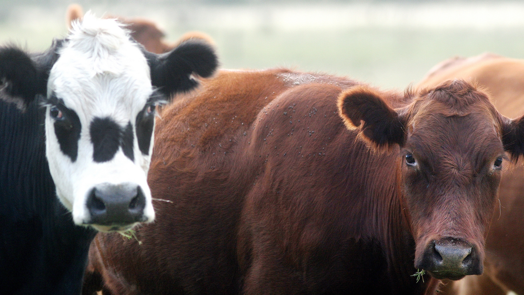 En Perspectiva Interior | Garrapata: ¿Cómo afecta al ganado y qué riesgos plantea para las exportaciones de carne? Con Gonzalo Suárez, doctor en Medicina