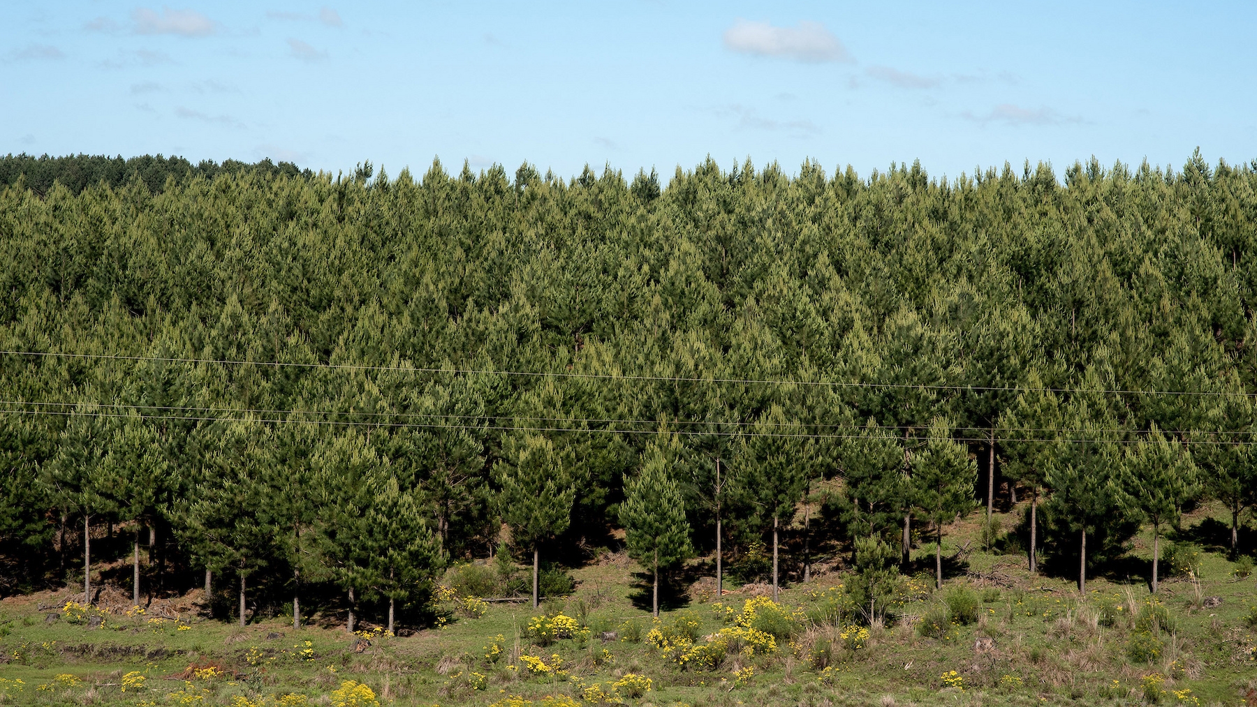 En Perspectiva Interior | Bosque adentro: ¿Cómo empezó la historia de la forestación en Uruguay y cómo creció el sector? Con Francisco Bonino, vice de la Sociedad de Productores Forestales del Uruguay